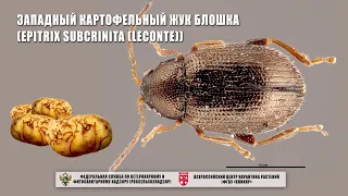 Западный картофельный жук блошка (Epitrix subcrinita (Leconte))