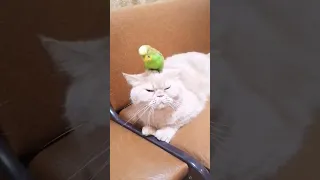 cat and bird