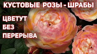 Кустовые розы - 4 великолепных шраба. Цвет просто шедевральный! Форма цветка безупречна!