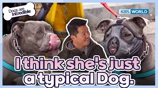 I think she's just a typical dog🤗 [Dogs Are Incredible : EP.215-3] | KBS WORLD TV 240416