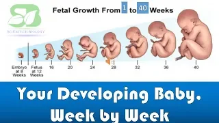 pregnancy week by week I foetus development I Week by week pregnancy I foetus development in womb I