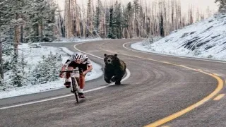 20 SCARIEST Bear Encounters NOT to Watch at 8 AM in 2022…unless you Dare