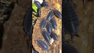 COLLECTION OF ROLLY POLLIES, Isopoda, and Beetles, Scarabaeidae, Silphidae, Living Culture.