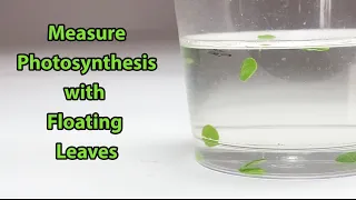 Measure Photosynthesis with Floating Leaves | Science Project