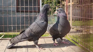 Young Pair Black Highflyer Pigeons - Bradford - West Yorkshire - UK