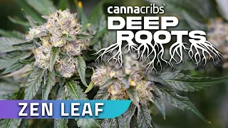 San Diego Cannabis with Zen Leaf (Deep Roots)