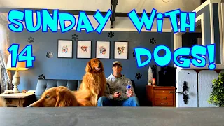 14 dogs on a SUNDAY! Dog boarding business from the homestead! #dogboarding  #vlog