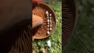 Milky Mushroom ASMR: The Corrugated Milkcap (Lactifluus corrugis) Edible when Cooked