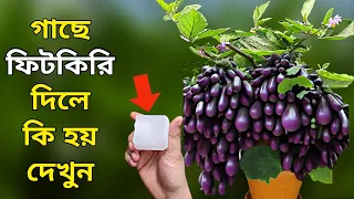 গাছে ফিটকিরি দিলে কি হয় দেখুন - এক টুকরো ফিটকিরি গাছের সকল সমস্যা সমাধান করবে - গাছের পরিচর্যা