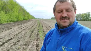 посів кукурудзи і закладка дослідної ділянки