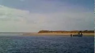 Wild Horses at Cape Lookout