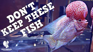 The WORST Fish To Keep.........If You Are A Beginner