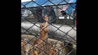 Feeding Tiger in Siberian Tiger Park (Harbin, China)