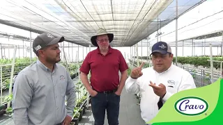 Discussions on the development of Giddings raspberries in retractable cooling house, Irapuato Mexico