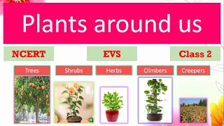 Plants around us| EVS| Class 2| Types of plants| Parts of plants| Uses of plants grade 2| Worksheets