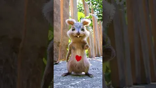 Lovely Squirrel #egofilm