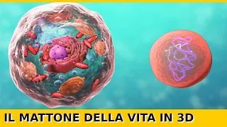 Come Funziona una Cellula | Animale + Vegetale | Animazione 3D (Eucariote + Procariote)