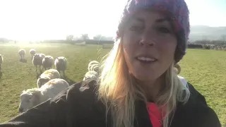 2019 February but feels like Spring! Feeding sheep and cows on our Derbyshire hill farm in the Peaks