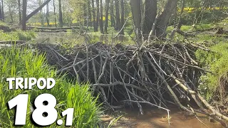 Crunchy Start And Big Amount Of Water - Beaver Dam Removal With Excavator No.18.1