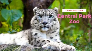 Central Park Zoo New York NYC Complete Tour Uncut #centralparkzoo #nyc #centralpark #zoo #newyork