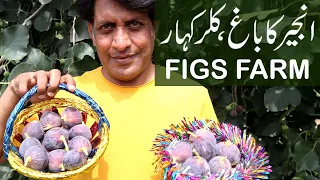 The SURPRISING products created with Fig Fruits! | FIGS Farm Kallar Kahar