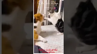 Cats and Dogs Friendly Fighting   #shorts