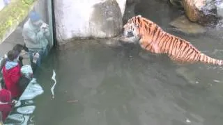 When Tigers Attack