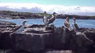 Cruising Galápagos in 4K Ultra HD