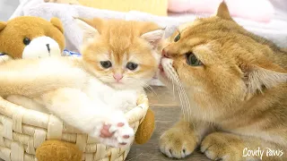 Dad Cat gently approaches and takes care of the adorable kitten.