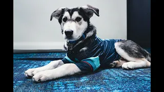 Welcome Davy Jones - the first-ever team dog of the Seattle Kraken