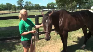 Southwind Mozart - 2015 Hambletonian Contender