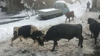 Бежта бои быков, бык К1ола, с Бежта Дагестан. 14 февраля.2022 г.