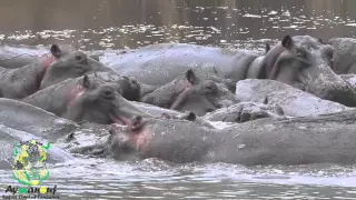 Aymanouf Safari LTD - Hippo Hunt - Tanzania