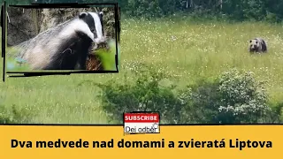 Dva medvede nad domami a zvieratá Liptova 🐻🏠🏠🐻