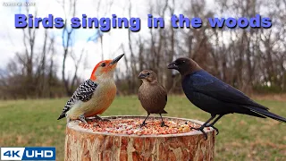 4 HOURS of Birds Singing in the Woods, 4K Cat TV, Bird Video, Relaxing Sound, Awesome World 023