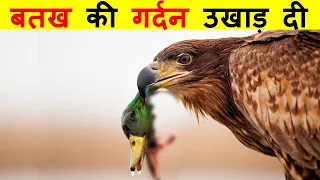 चील का ऐसा खतरनाक हमला आपने नहीं देखा होगा। MOST AMAZING AND UNBELIEVABLE EAGLE ATTACK.