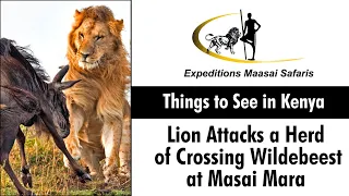 Watch as a Lion Attacks a herd of crossing Wildebeest | Masai Mara Sightings | Masai Mara Safari