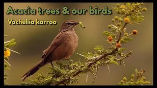 ACACIA TREES AND OUR BIRDS (new name is Vachellia karroo)