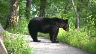 Black Bear with Cub - Encounter in Smoky Mountains (May 2011)