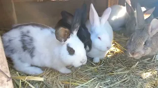 Кролики рожденные при -20гр.мороза...