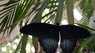 сад бабочек - DUBAI BUTTERFLY GARDEN