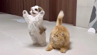 Baby Shih-tzu and Cat, Best Healing Video on the Weekend 🫶