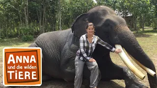 Beim Elefantendoktor | Reportage für Kinder | Anna und die wilden Tiere