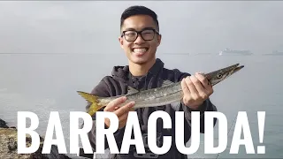 Fishing Long Beach | BARRACUDA Off the Jetty