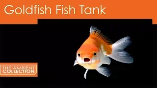 Goldfish Fish Tank From the Goldfish DVD