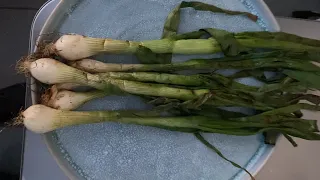 gegrillte Frühlingszwiebeln einfach schnell lecker