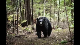 Трейлер - Роковой маршрут / Backcountry / 2014