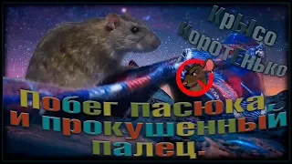 Хитрый побег пасюка, и прокушенный палец. (Wild Rats | Дикие Крысы)