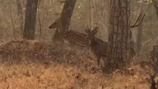 Spotted deer alarm call - Close and upfront (Kabini National Park)
