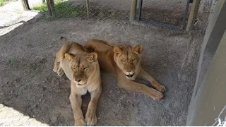 Maggie & Sonja - Rescued Circus Lionesses